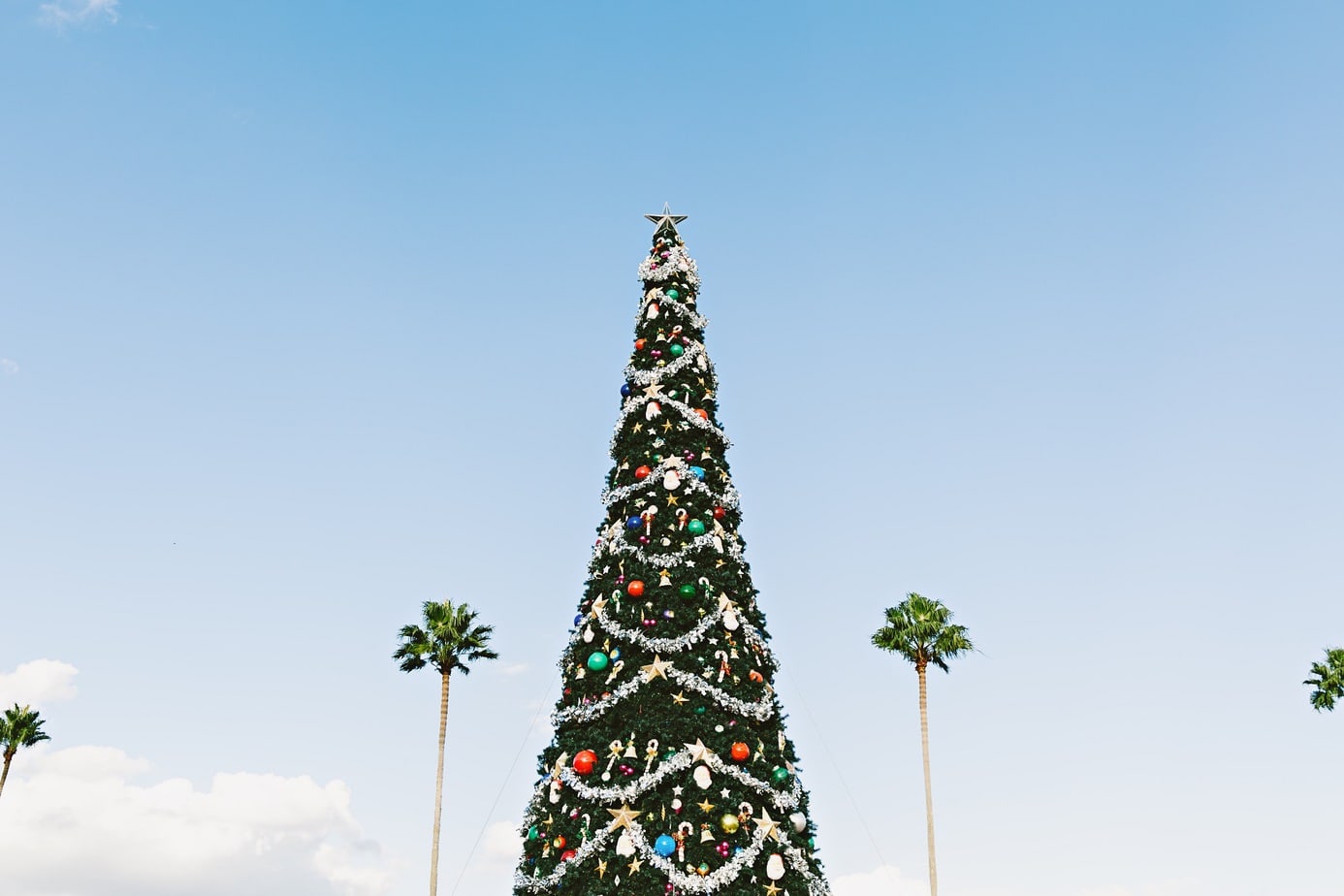 Na jaki świąteczny look postawić, gdy opłatkiem dzieli się pod palmą?