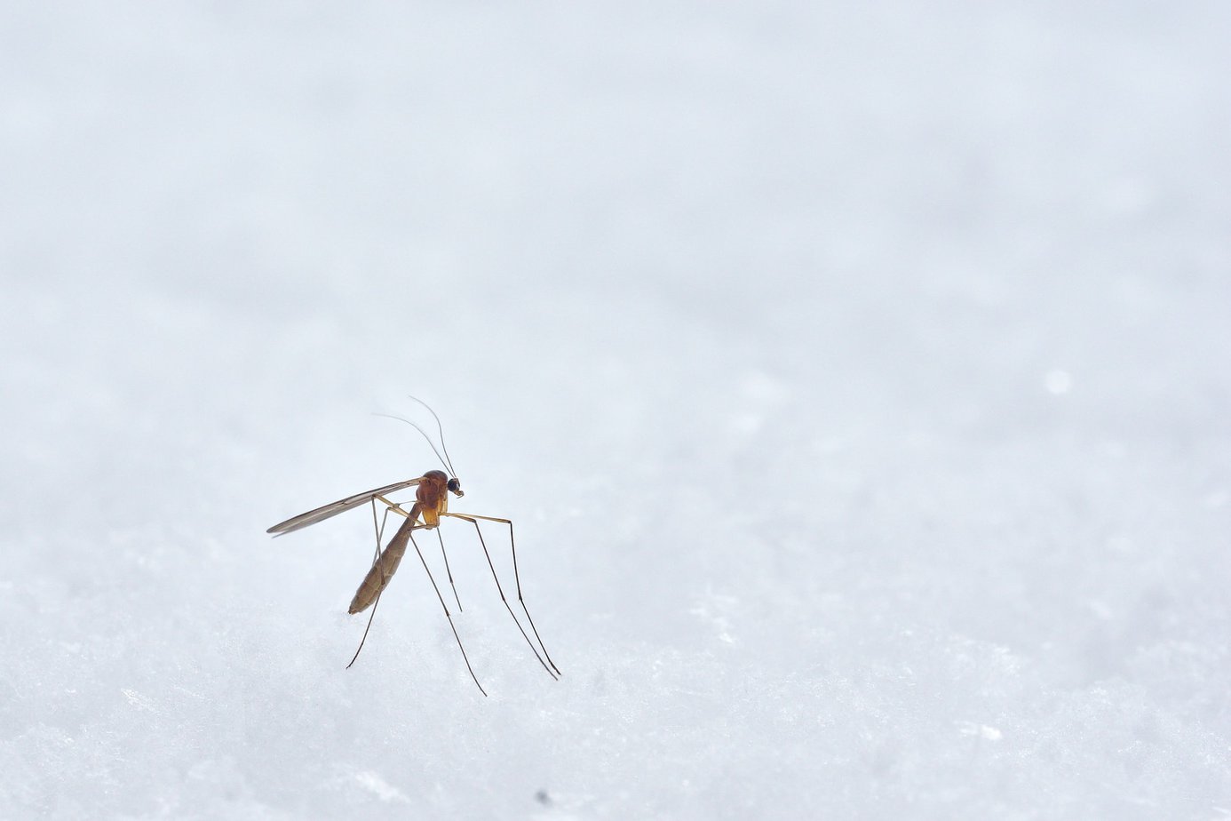 Na czym polega profilaktyka malarii?